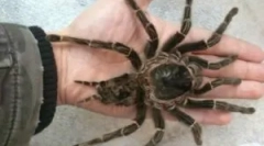 Најголемите пајаци на русија и светот